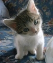 �u���O���ڃt�����[�z�[���V | �����}���V����